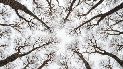 Looking up at the canopy of bare trees.