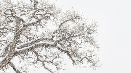 Fototapeta premium Snow-Covered Tree Branches Against White Sky.