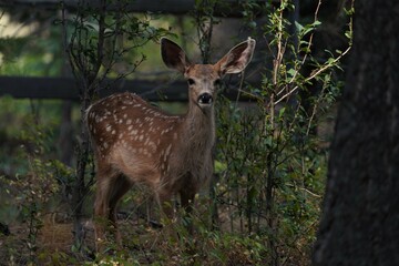 Mule deer fawn with spots
