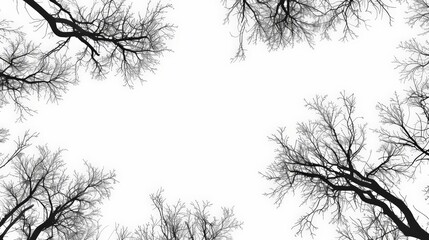 Silhouette of bare branches against a white background.
