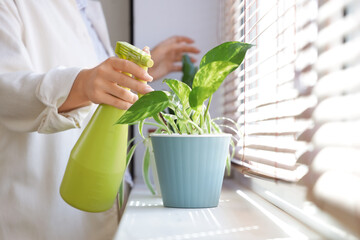 Young woman watering plant on windowsill at home, closeup