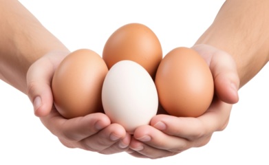 PNG Food egg simplicity fragility.