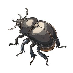 Fototapeta premium dung beetle Sound element animal cartoon isolated whitebackground 16:9