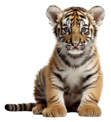 Fototapeta premium PNG Wildlife animal mammal tiger.