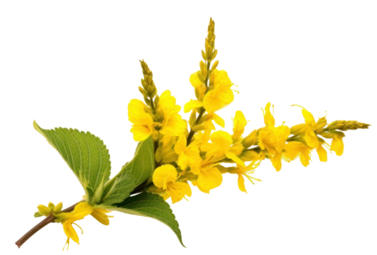 PNG Flower blossom plant petal.