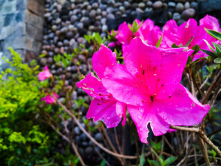 Azelea flowers 3
Pink Azelea flowers as background