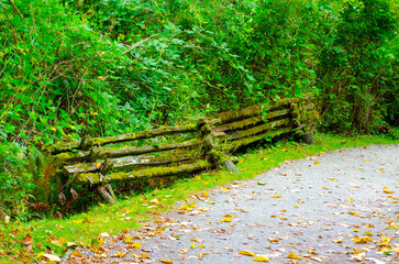 Moss-Covered Wooden Fence Along Leaf-Strewn Path in Lush Forest