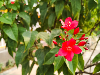 Peregrina flower 2
Red Peregrina flower on blur background