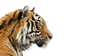 side view tiger head on white