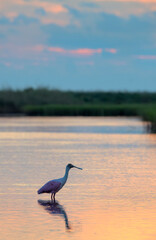 Roseate spoonbill (Platalea ajaja) at sunrise in shallow water of lagoon in coastal wetlands, Galveston, Texas, USA.