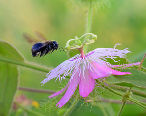 Southern carpenter bee (Xylocopa micans) female approaching flower of the scarletfruit passionflower (Passiflora foetida var. Lanuginosa), Galveston, Texas, USA.