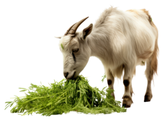 PNG Livestock mammal animal sheep.