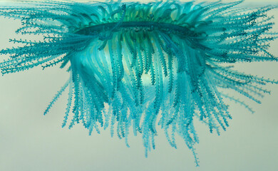 Underneath photograph of the blue button (Porpita porpita) floating on the ocean surface  in a "soup" of plankton and organic debris that it uses as a food, Galveston, Texas, USA.