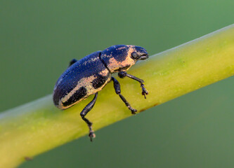 Sesbania clown weevil (Eudiagogus pulcher) on rattle bush (Sesbania drummondii), Galveston, Texas, USA.