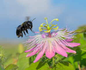 Southern carpenter bee (Xylocopa micans) female approaching flower of the scarletfruit passionflower (Passiflora foetida var. Lanuginosa), Galveston, Texas, USA.