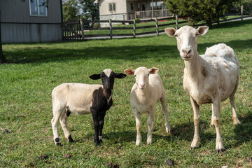 Mother Sheep with Two Lambs looking at camera