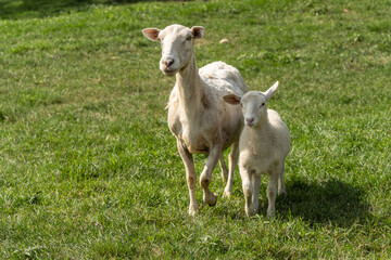 Mother Sheep with Lamb walking toward camera