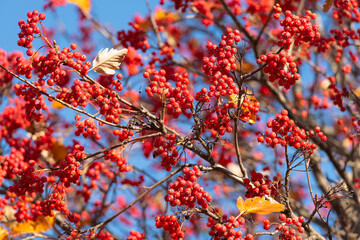 branch of sorb with berries as natural background