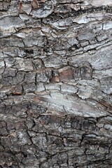 bark of a tree