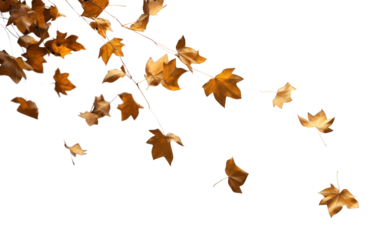PNG Leaves falling plant black leaf.