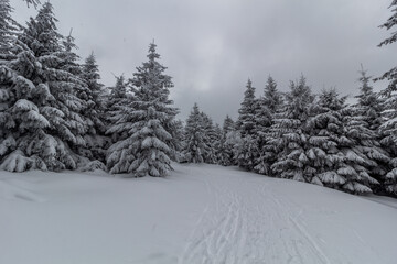 Forest ski trail in Orlicke hory mountains, Czech Republic