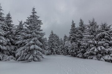 Forest ski trail in Orlicke hory mountains, Czech Republic