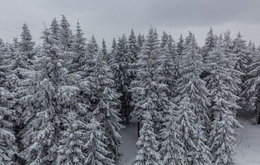 Snowy forest in Orlicke hory mountains, Czech Republic