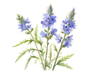 Fototapeta premium Bugloss Watercolor Flower Plant Nature Art