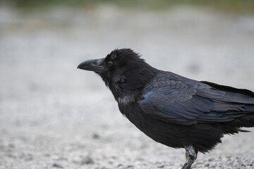crow on the ground