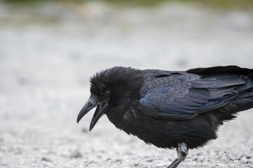 Crow on the Ground