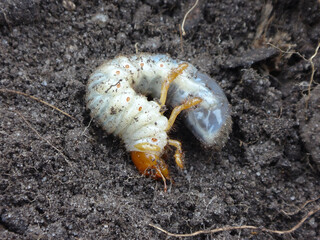 The common cockchafer, also known as May bug or May beetle, (Melolontha melolontha) grub in upturned soil