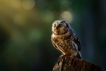 Owl at sunrise. Boreal owl, Aegolius funereus, perched on decayed trunk. Typical small owl with big yellow eyes in first morning sun rays. Bird known as Tengmalm's owl. Wildlife, waking up nature.