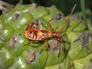 The western conifer seed bug (Leptoglossus occidentalis), fourth instar nymph on a green maritime pine cone