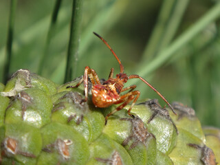 The western conifer seed bug (Leptoglossus occidentalis), fourth instar nymph on a green maritime pine cone