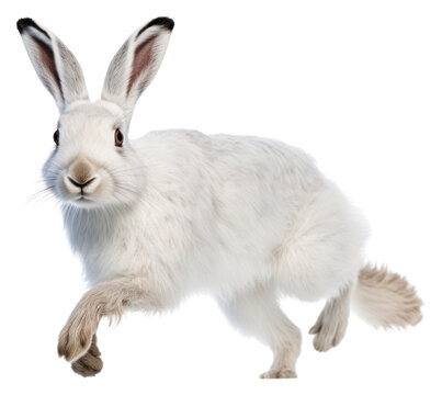 PNG Hare animal mammal rodent.