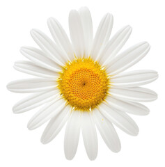 PNG Daisy flower petal plant.