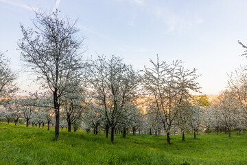 Flowering trees on Petrin hill in Prague, Czech Republic