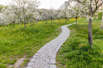 Flowering trees on Petrin hill in Prague, Czech Republic