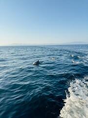 Naklejka premium dolphin jumping out of the water
