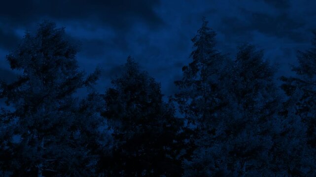 Lightning Storm Over The Trees At Night