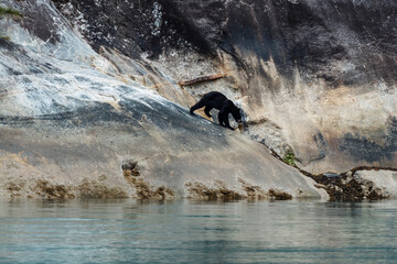 Black bear on rocky shoreline of Tracy Arm fjord near Juneau Alaska in summer