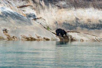 Black bear on rocky shoreline of Tracy Arm fjord near Juneau Alaska in summer