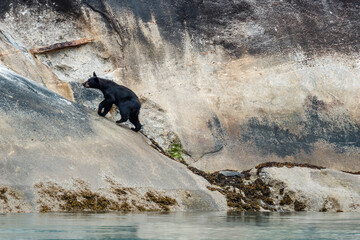 Black bear on rocky shoreline of Tracy Arm fjord near Juneau Alaska in summer