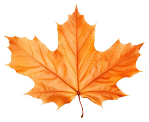 PNG Maple leaf plant tree white background.