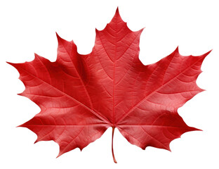 Naklejka premium PNG Maple leaf plant tree white background.