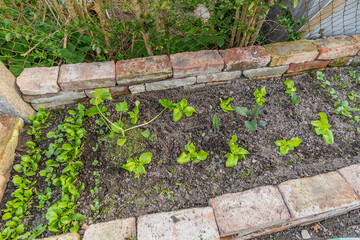 Vegetable patch with spinach, lettuce, radishes,  kohlrabi and zucchini