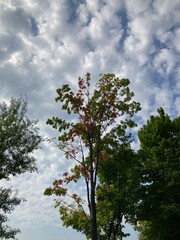 changing autumn leaves