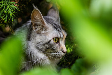 Portrait of a young Maine Coon cat hiding in bushes