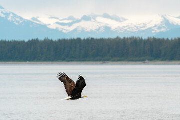 Bald eagle in flight over Stephens Passage south of Juneau Alaska