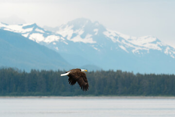 Bald eagle in flight over Stephens Passage south of Juneau Alaska